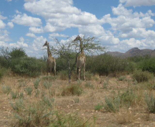 Etosha 225.jpg